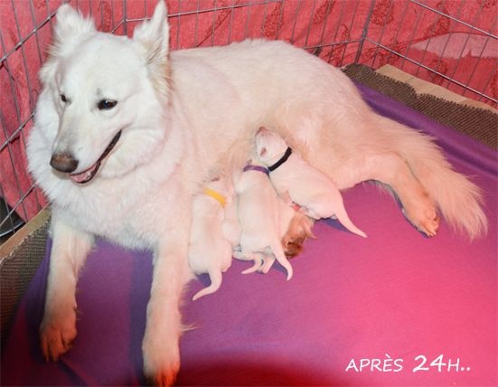 De La Foret D'Aleph - Berger Blanc Suisse - Portée née le 26/03/2016