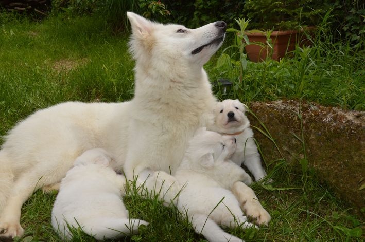 De La Foret D'Aleph - Berger Blanc Suisse - Portée née le 12/04/2015