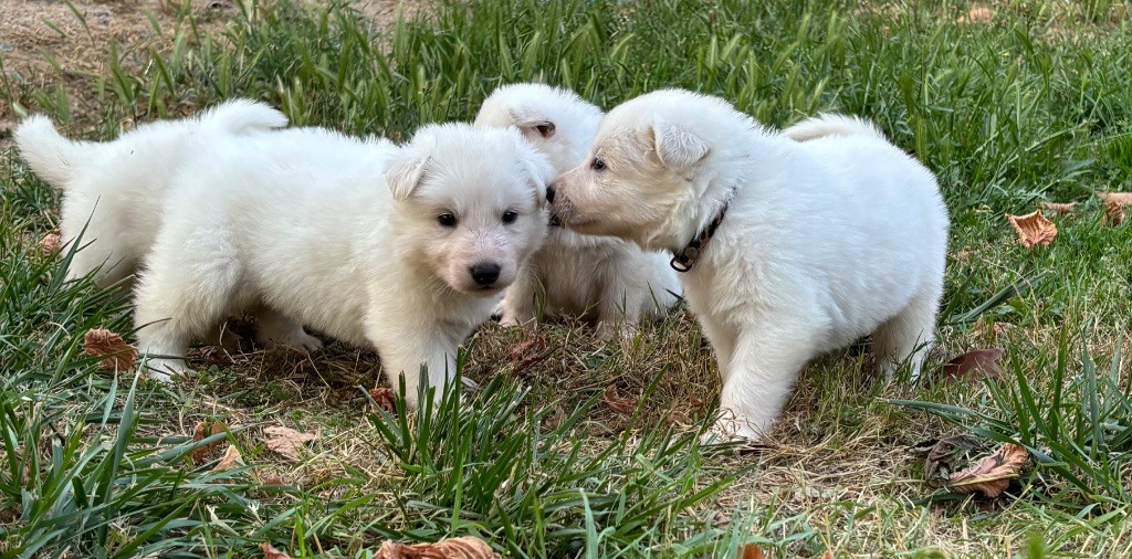 Nikhita x Negan _ chiots nés le 12/05/2025