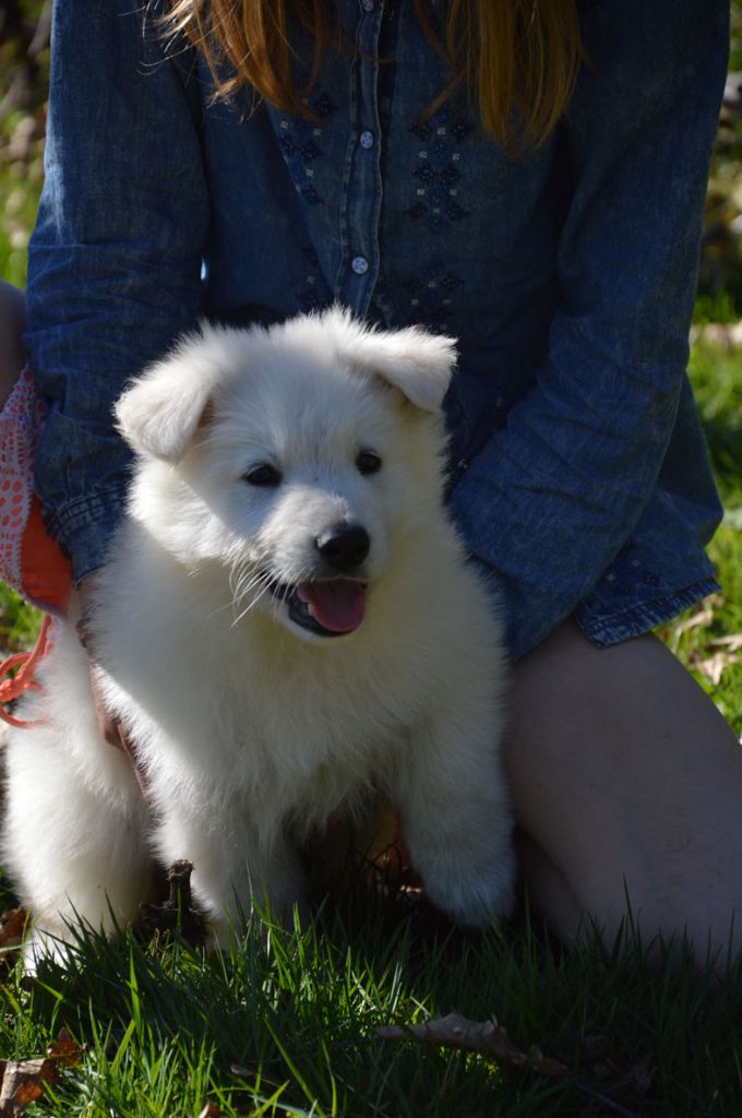 De La Foret D'Aleph - Berger Blanc Suisse - Portée née le 27/01/2017