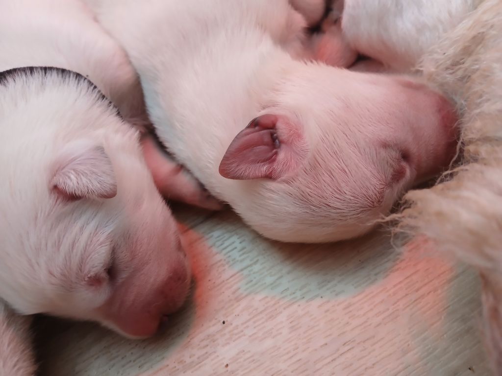 De La Foret D'Aleph - Chiots disponibles - Berger Blanc Suisse