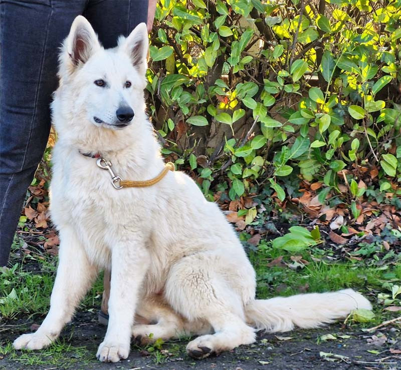 De La Foret D'Aleph - Chiots disponibles - Berger Blanc Suisse