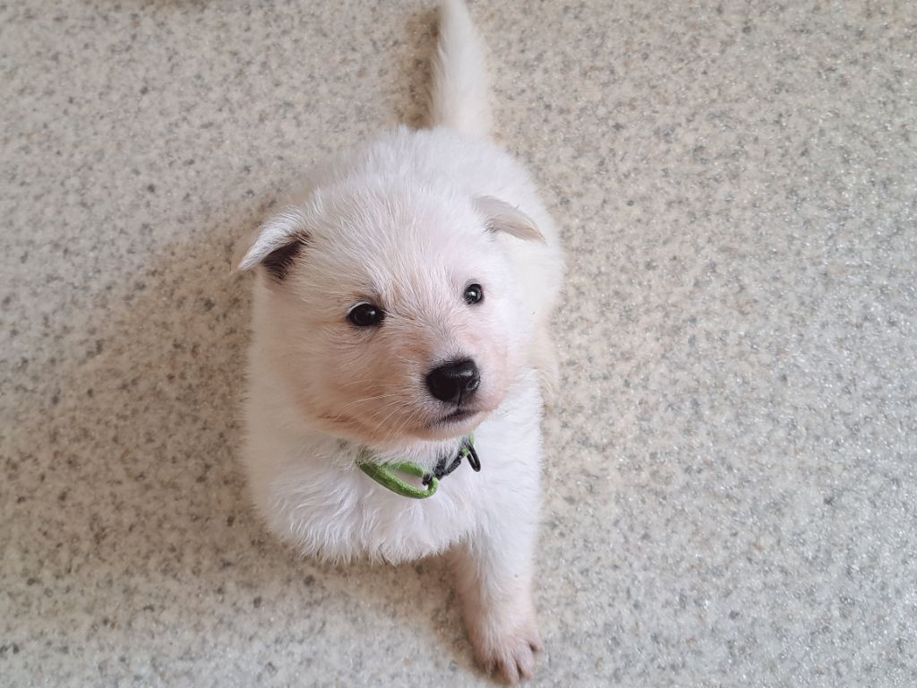 De La Foret D'Aleph - Chiots disponibles - Berger Blanc Suisse