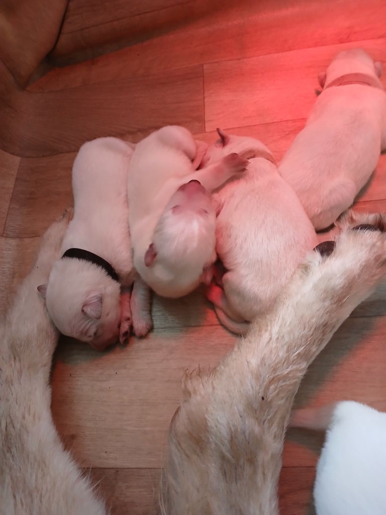 De La Foret D'Aleph - Chiots disponibles - Berger Blanc Suisse