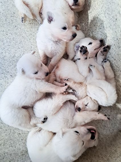 De La Foret D'Aleph - Berger Blanc Suisse - Portée née le 12/05/2025