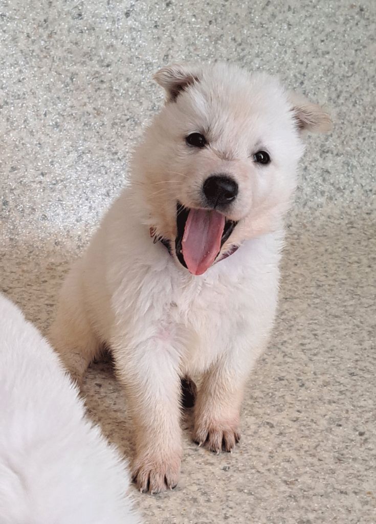 De La Foret D'Aleph - Chiots disponibles - Berger Blanc Suisse