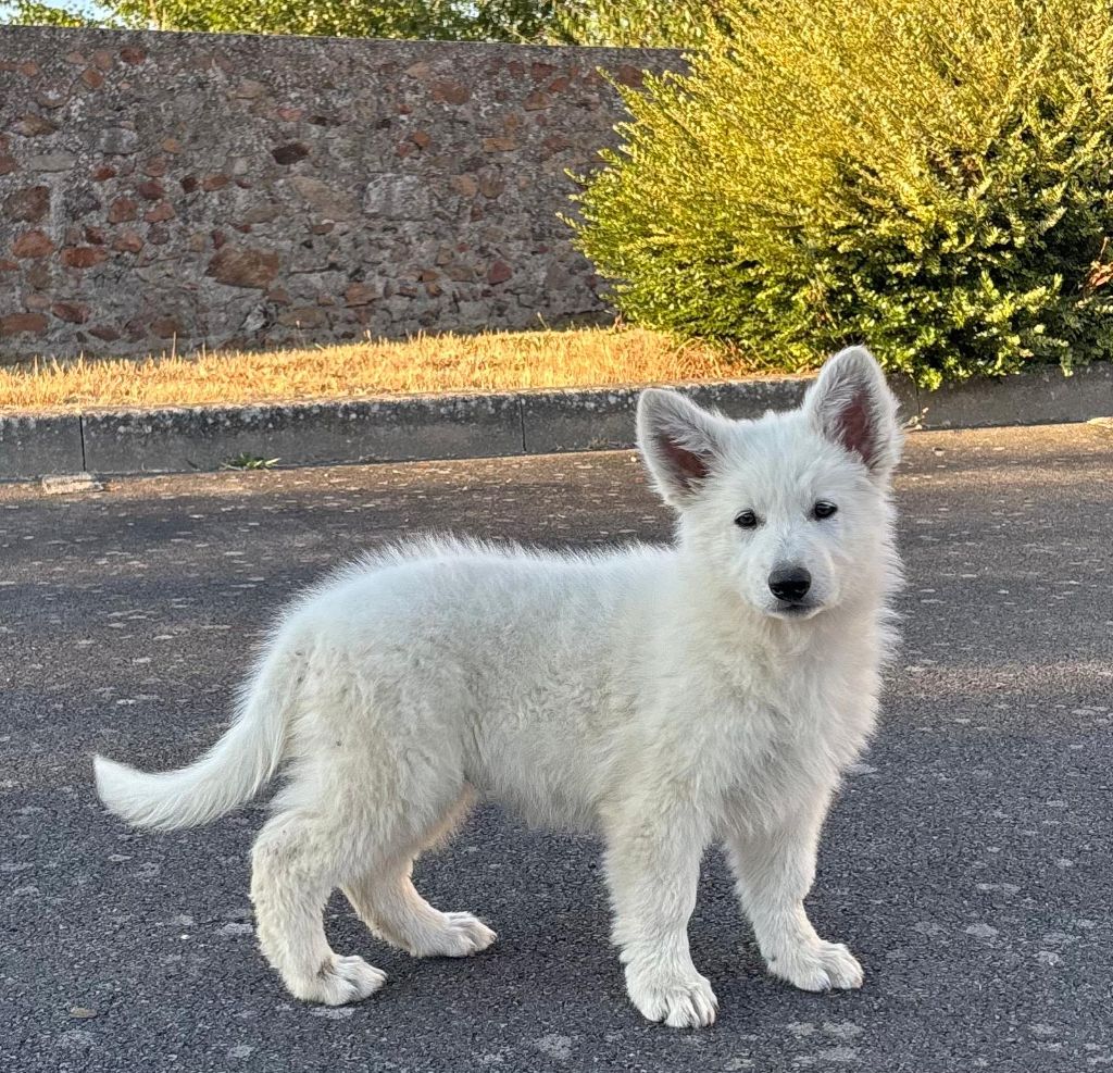 De La Foret D'Aleph - Chiots disponibles - Berger Blanc Suisse