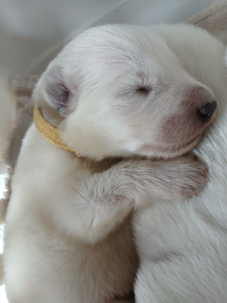 De La Foret D'Aleph - Chiots disponibles - Berger Blanc Suisse