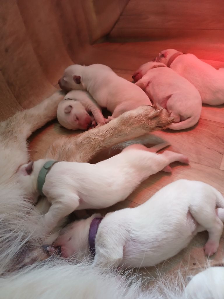 De La Foret D'Aleph - Chiots disponibles - Berger Blanc Suisse