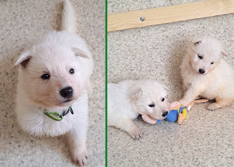 De La Foret D'Aleph - Chiots disponibles - Berger Blanc Suisse