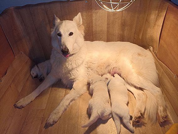 De La Foret D'Aleph - Chiots disponibles - Berger Blanc Suisse