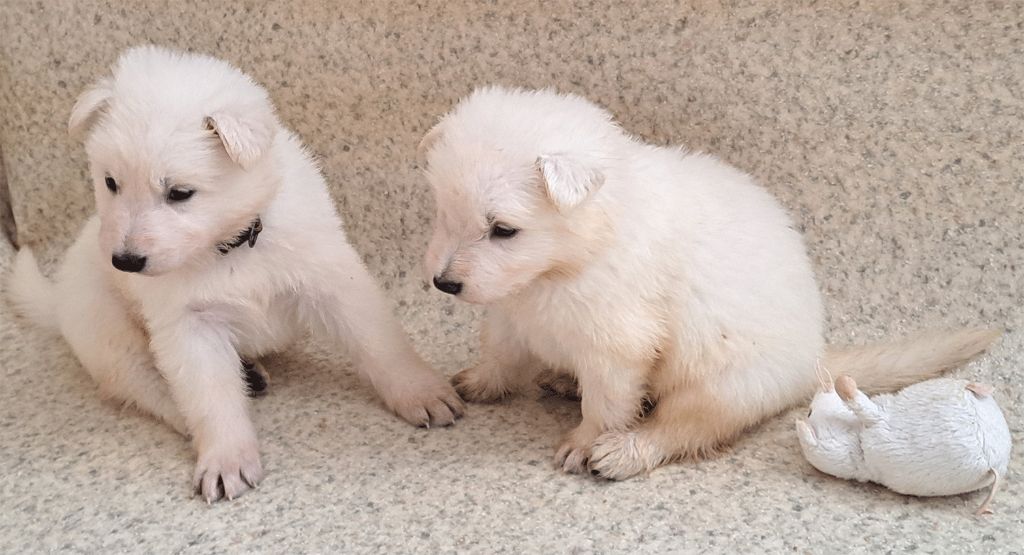 De La Foret D'Aleph - Chiots disponibles - Berger Blanc Suisse