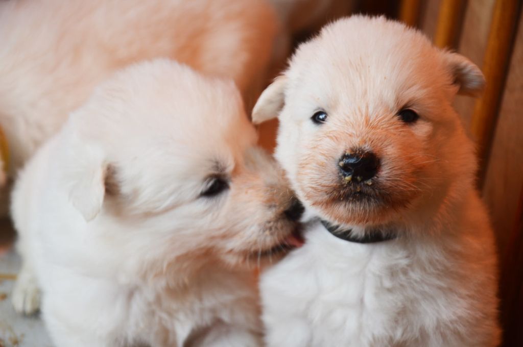 De La Foret D'Aleph - Berger Blanc Suisse - Portée née le 06/04/2019