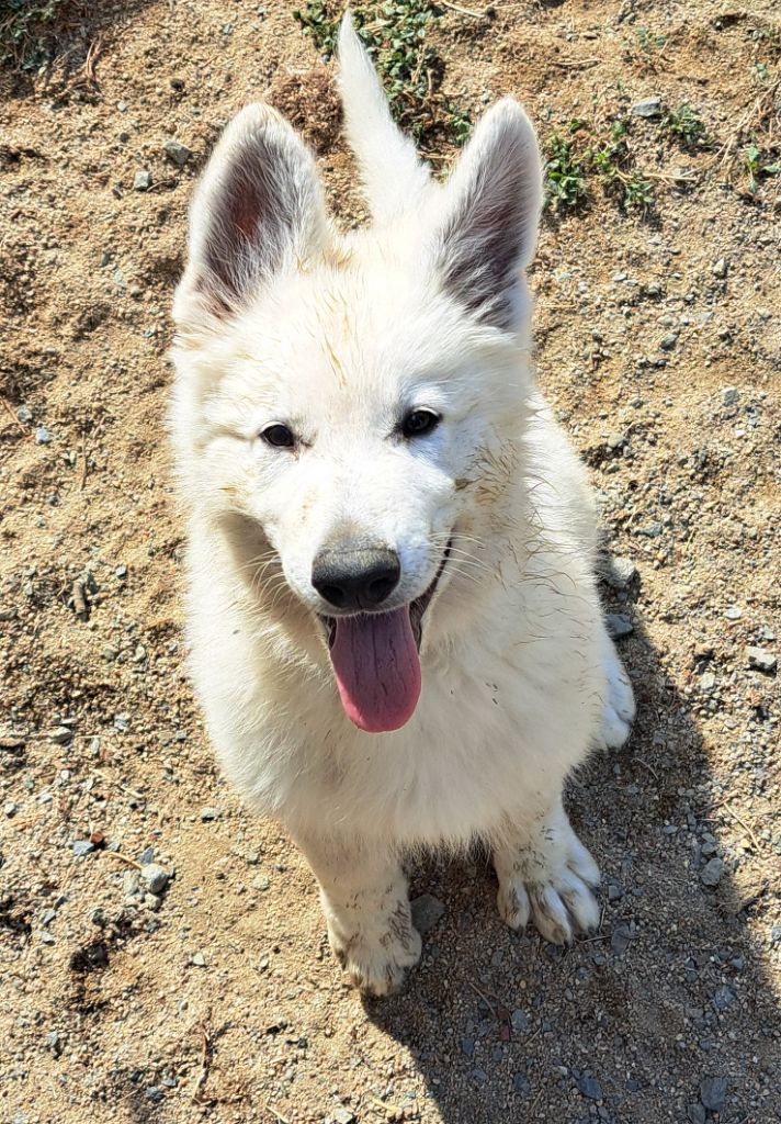 De La Foret D'Aleph - Chiots disponibles - Berger Blanc Suisse