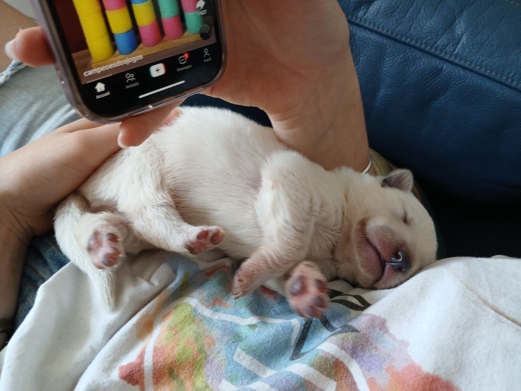 De La Foret D'Aleph - Chiots disponibles - Berger Blanc Suisse