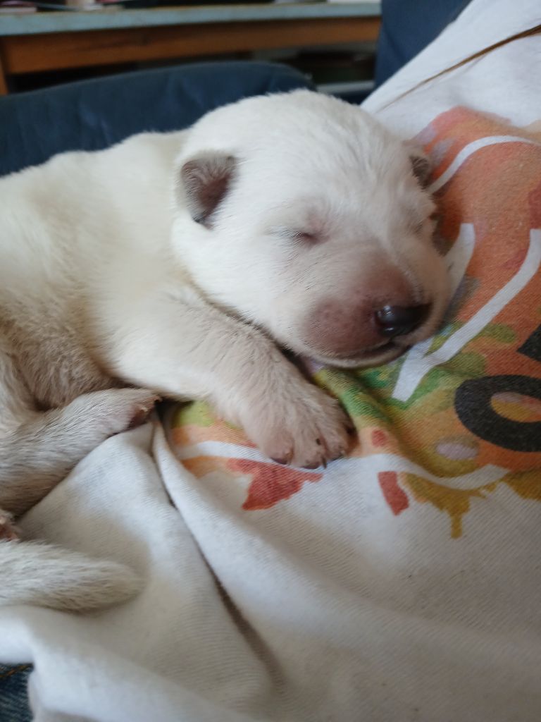 De La Foret D'Aleph - Chiots disponibles - Berger Blanc Suisse