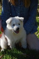 CHIOT
