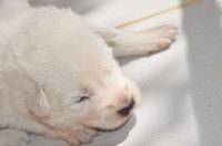 CHIOT