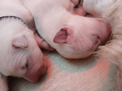CHIOT
