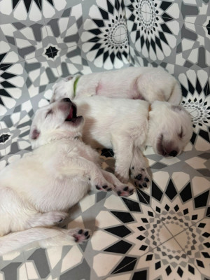 CHIOT 1