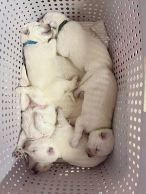 CHIOT 2