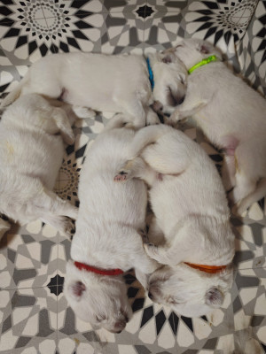 CHIOT 3