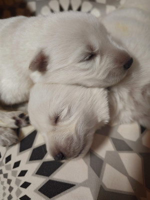 CHIOT 4