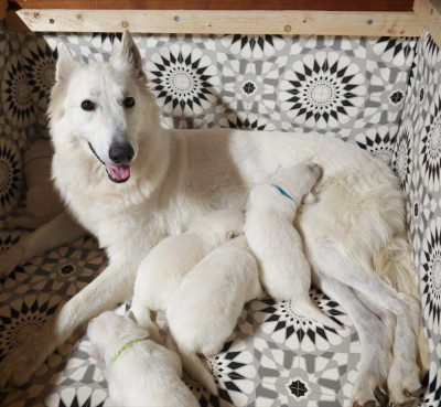 CHIOT 5