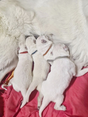 CHIOT 6