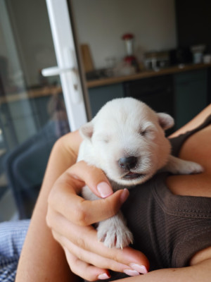 CHIOT 7