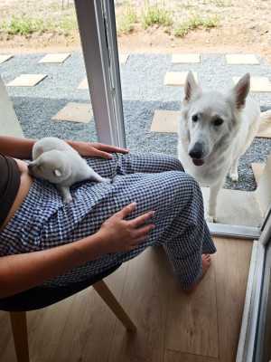 CHIOT 8