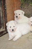 CHIOT