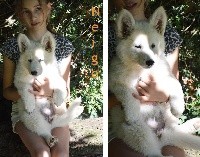 CHIOT