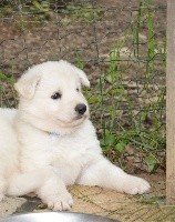 CHIOT