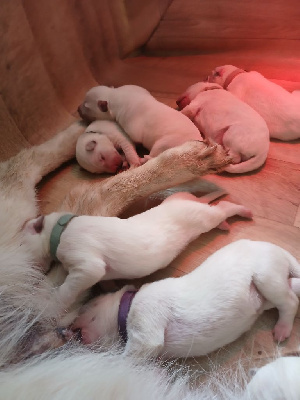 CHIOT
