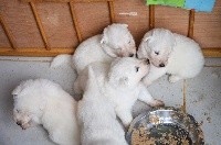 CHIOT