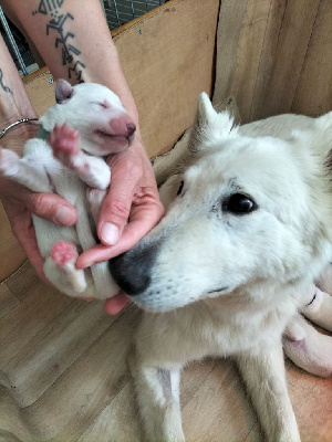 CHIOT