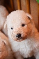CHIOT