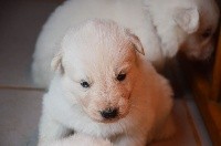 CHIOT