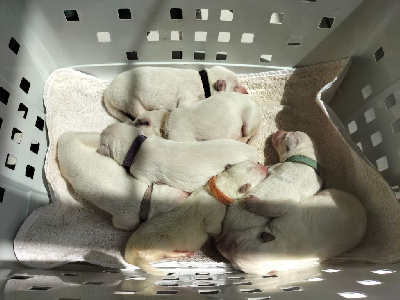 CHIOT