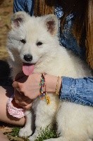 CHIOT