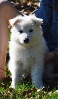 CHIOT