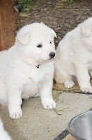 CHIOT