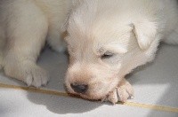 CHIOT