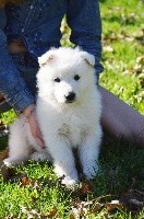 CHIOT