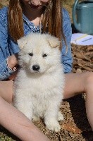 CHIOT