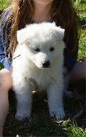 CHIOT