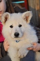 CHIOT