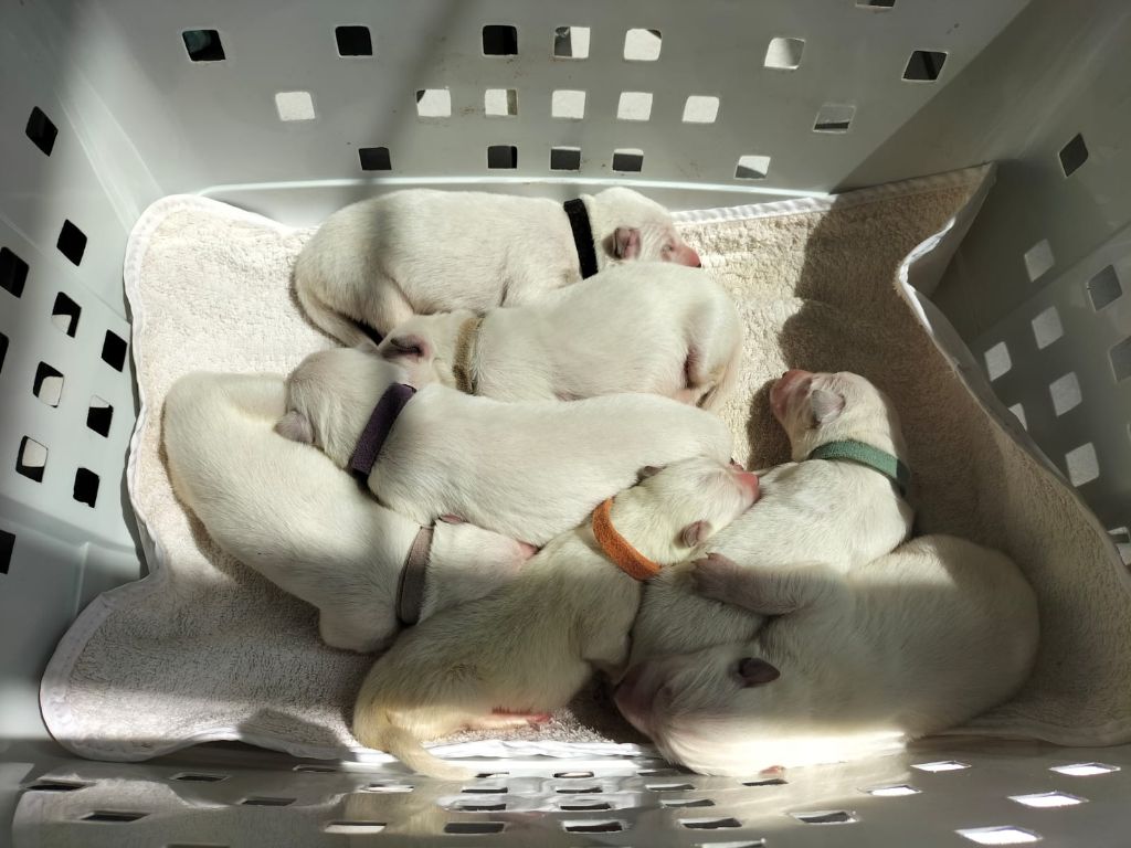 De La Foret D'Aleph - Chiots disponibles - Berger Blanc Suisse