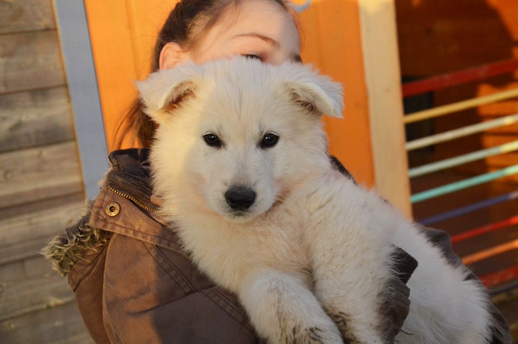 De La Foret D'Aleph - Berger Blanc Suisse - Portée née le 10/11/2017
